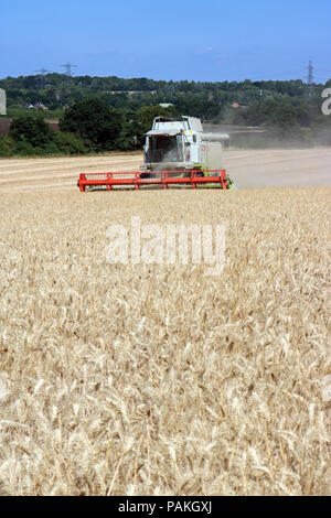Chessington Surrey England UK. 24. Juli 2018. UK Wetter: das Einbringen der Ernte an einem perfekten Sommer. Der Mähdrescher durch den goldenen Weizen unter blauem Himmel in Chessington, Surrey schneiden. Credit: Julia Gavin/Alamy leben Nachrichten Stockfoto