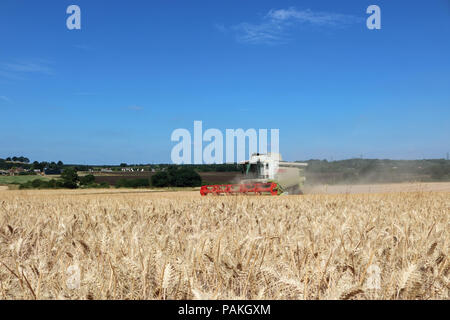 Chessington Surrey England UK. 24. Juli 2018. UK Wetter: das Einbringen der Ernte an einem perfekten Sommer. Der Mähdrescher durch den goldenen Weizen unter blauem Himmel in Chessington, Surrey schneiden. Credit: Julia Gavin/Alamy leben Nachrichten Stockfoto
