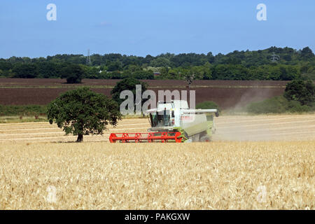 Chessington Surrey England UK. 24. Juli 2018. UK Wetter: das Einbringen der Ernte an einem perfekten Sommer. Der Mähdrescher durch den goldenen Weizen unter blauem Himmel in Chessington, Surrey schneiden. Credit: Julia Gavin/Alamy leben Nachrichten Stockfoto