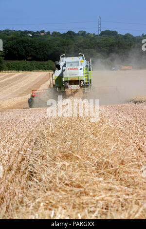 Chessington Surrey England UK. 24. Juli 2018. UK Wetter: das Einbringen der Ernte an einem perfekten Sommer. Der Mähdrescher durch den goldenen Weizen unter blauem Himmel in Chessington, Surrey schneiden. Credit: Julia Gavin/Alamy leben Nachrichten Stockfoto