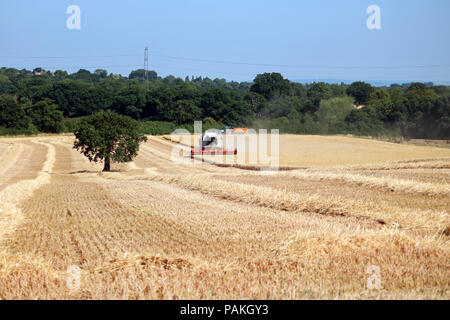 Chessington Surrey England UK. 24. Juli 2018. UK Wetter: das Einbringen der Ernte an einem perfekten Sommer. Der Mähdrescher durch den goldenen Weizen unter blauem Himmel in Chessington, Surrey schneiden. Credit: Julia Gavin/Alamy leben Nachrichten Stockfoto