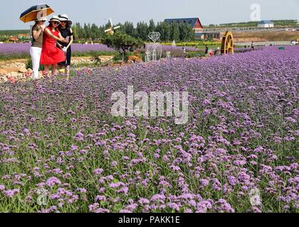 Qinhuangdao, Hebei Provinz Chinas. 24. Juli, 2018. Touristen nehmen selfie inmitten vervain Blumen in Haigang Bezirk von Qinhuangdao, im Norden der chinesischen Provinz Hebei, 24. Juli 2018. Credit: Yang Shiyao/Xinhua/Alamy leben Nachrichten Stockfoto