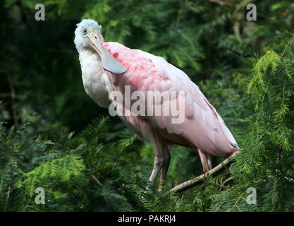 Rosalöffler (Platalea ajaja) in einen Baum. Stockfoto