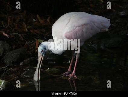 Rosalöffler (Platalea ajaja) Wandern auf River's Edge Stockfoto