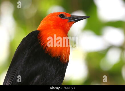 Südamerikanische Rote oder Orange vorangegangen Blackbird (Amblyramphus holosericeus) in einen Baum. Stockfoto