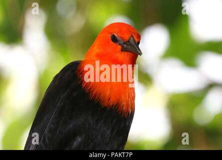 Südamerikanische Rote oder Orange vorangegangen Blackbird (Amblyramphus holosericeus) in einen Baum. Stockfoto