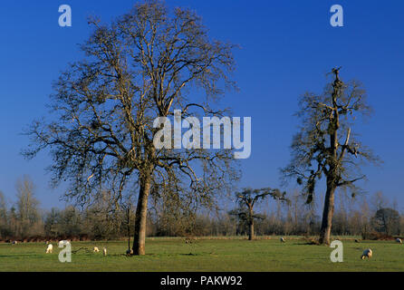 Eichen in der Schafe auf der Weide, Linn County, Oregon Stockfoto