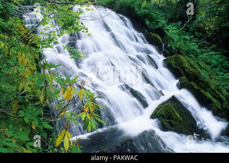 Wasserfall auf der Salmon Creek unter der unteren Salmon Lake, Waldo Wildnis, Willamette National Forest, Oregon Stockfoto