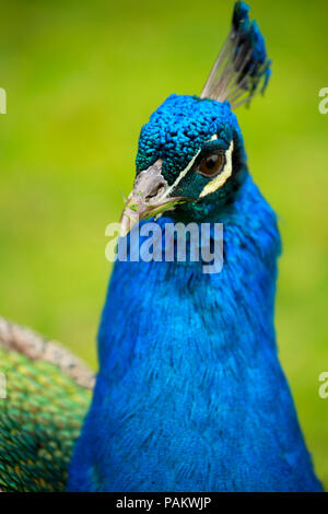 Pfau, Mildred Kanipe County Park, Douglas County, Oregon Stockfoto