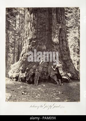 Abschnitt des Grizzly Giant, 101 Meter Umfang. Artist: Carleton E. Watkins (American, 1829-1916). Abmessungen: Bild: 33,5 x 26,6 cm (13 1/4 x 10 1/2 in.). Datum: 1865-66, bedruckt Ca. 1876. Museum: Metropolitan Museum of Art, New York, USA. Stockfoto