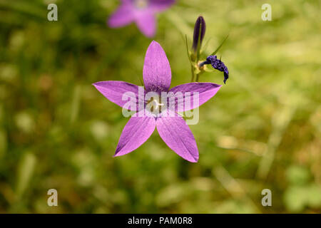 Campanula patula - Kleine violette Blume Stockfoto