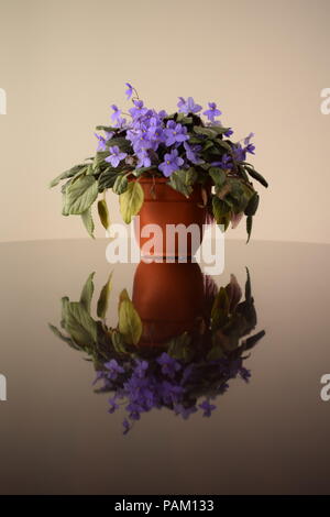 Saintpaulias (Afrikanische Veilchen) auf einer glänzenden Tabelle Stockfoto