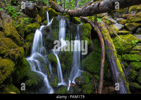 Avalanche Creek Wasserfälle in einem kühlen Schlucht von bemoosten Felsen - strassenrand Attraktion auf Glacier Point Road - Yosemite National Park Stockfoto