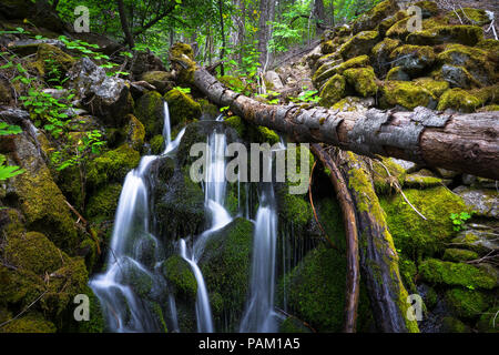 Avalanche Creek Falls liegen in einer moosigen Wald Canyon aus der Wawona (Glacier Point Road) - Yosemite National Park versteckt Stockfoto