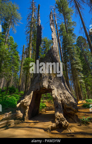 Der Tunnel Tree ist ein Giant Sequoia, die geschnitzt wurde, so dass die Touristen fahren und wandern Sie durch IT-Tuolumne Grove, Yosemite Nationalpark Stockfoto