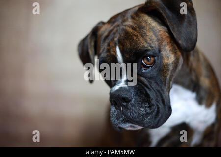 Deutscher Boxer Hund Stockfoto