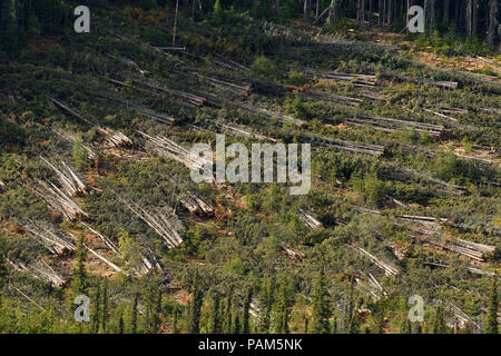 Ein schnitt Block im Wald von Alberta, Kanada, wo die Bäume geerntet wurden, aber noch nicht an die Säge transportiert Stockfoto