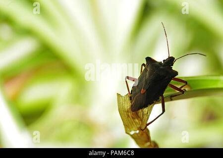 Wald bug, pentatoma rufipes, sitzen auf Blatt einer Spinne Anlage Stockfoto