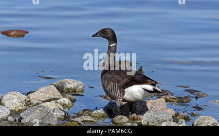 Brent Gans / Brent / Branta bernicla steht auf Strandsteinen Stockfoto