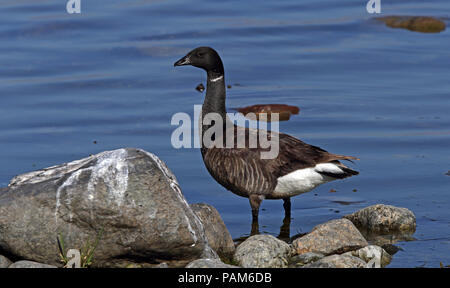 Brent Gans / Brent / Branta bernicla steht auf Strandsteinen Stockfoto