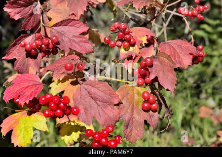 Viburnum Zweig mit reife rote Beeren und bunte Herbstliche Blätter in der Nähe. Wunderschöne natürliche Herbst Hintergrund im Wald an der sonnigen Tag Stockfoto