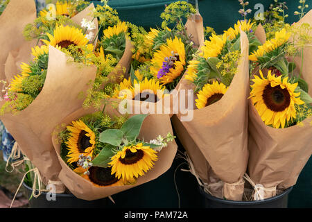 Helianthus annus" Vincent orange". Sonnenblumen in Blumensträuße für Verkauf an eine Blume zeigen. Großbritannien Stockfoto