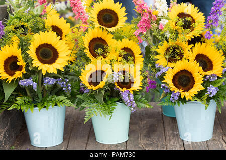 Helianthus annus" Vincent orange". Sonnenblumen auf einer Blüte zeigen. Großbritannien Stockfoto