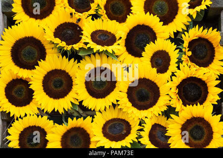 Helianthus annus" Vincent orange". Sonnenblumen auf einer Blüte zeigen. Großbritannien Stockfoto