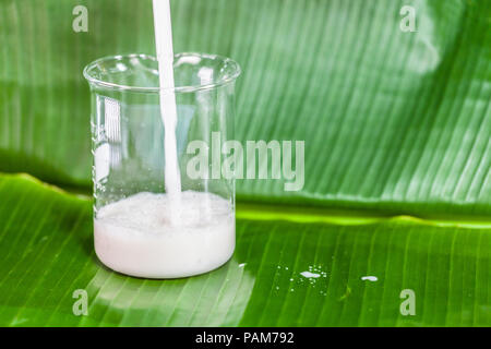 Die Kokosnuss, kratzen die Wasser zu mischen und dann gepresstem Kokosnuss Milch essen zu machen. Stockfoto