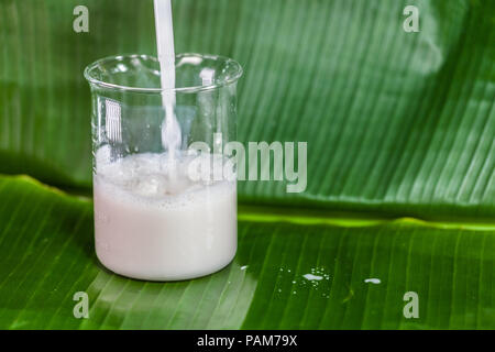 Die Kokosnuss, kratzen die Wasser zu mischen und dann gepresstem Kokosnuss Milch essen zu machen. Stockfoto