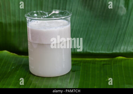 Die Kokosnuss, kratzen die Wasser zu mischen und dann gepresstem Kokosnuss Milch essen zu machen. Stockfoto