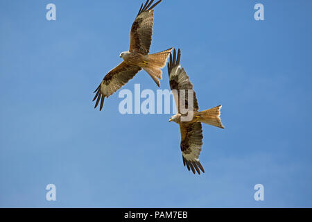 Zwei rote Drachen im Flug Bellymack Kite Ernährungszentrum Dumfries, Schottland Stockfoto