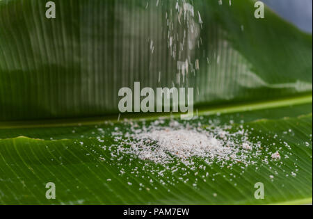 Die Kokosnuss, kratzen die Wasser zu mischen und dann gepresstem Kokosnuss Milch essen zu machen. Stockfoto