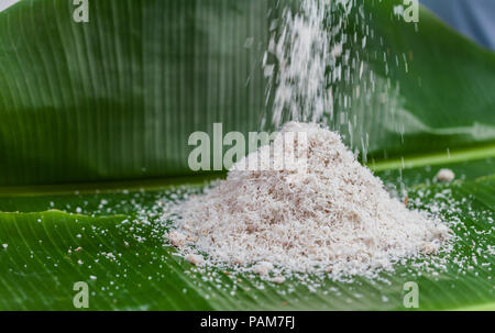 Die Kokosnuss, kratzen die Wasser zu mischen und dann gepresstem Kokosnuss Milch essen zu machen. Stockfoto