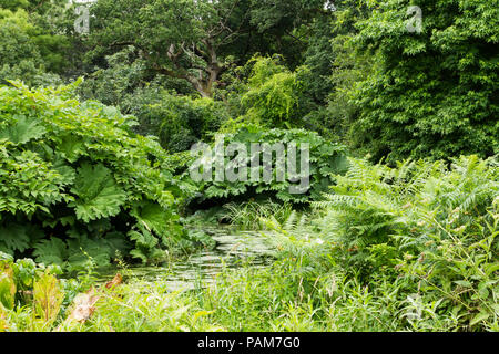 Grüne Landschaft von Pflanzen, Blätter und Bäume im Wald neben Teil eines englischen See im Sommer, England, Vereinigtes Königreich Stockfoto