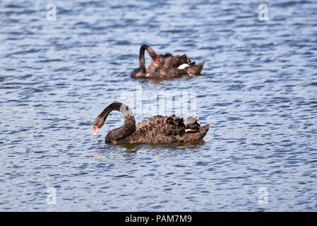 Zwei schwarze Schwäne (Cygnus atratus) in Wasser Stockfoto