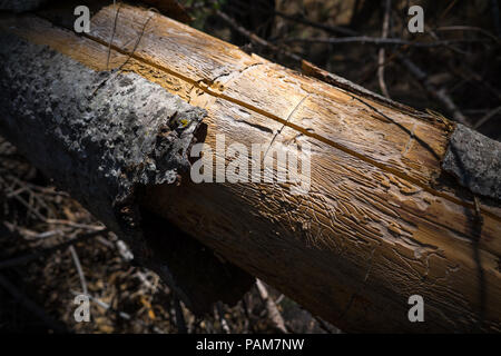 Komplizierte Muster weg gegessen und von Termiten in einem gefallenen Baumstamm geschnitzt, Carlon fällt Wanderweg - Yosemite National Park Stockfoto