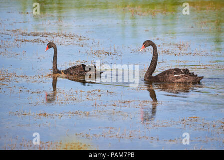 Zwei schwarze Schwäne (Cygnus atratus) in Wasser Stockfoto