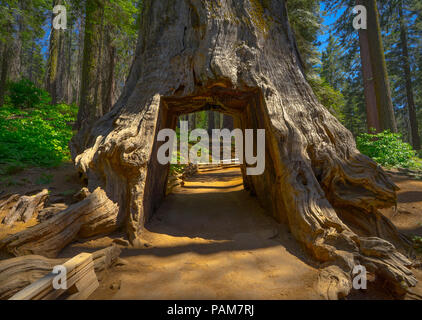 Der Tunnel Baum, eine Schotterstraße und Loch in den Kofferraum eines massiven Sequoia auf Tuolumne Grove Trail - Yosemite National Park Stockfoto