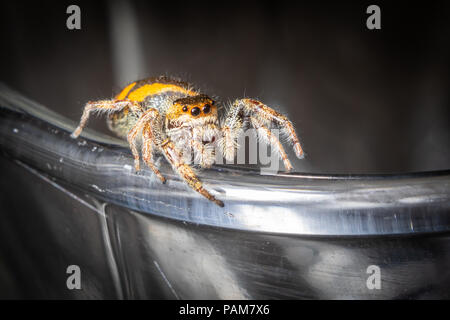 Ein jumping spider Spaziergänge entlang der Rand eines Glases. Stockfoto