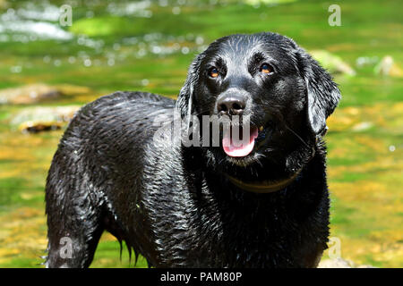 Porträt eines nassen schwarzen Labrador stehend in einem Fluss an einem heißen sonnigen Tag Stockfoto