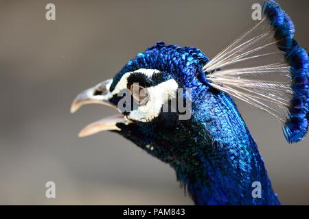 Schließen uphead Schuß eines Pfau Stockfoto