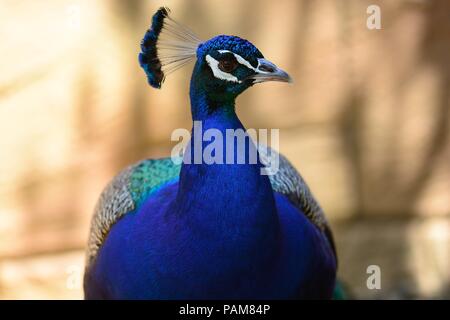 Kopf geschossen von einem Pfau Stockfoto