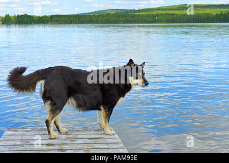 Lapponian Herder (lapinporokoira oder Lapp Rentier Hund oder Lapsk Vallhund) gegen den blauen See. Finnisch Lappland Stockfoto