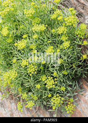 UK Staude wilde Blume, Rock Queller, Crithmum maritimum, wächst an einem Meer Felsen in Ilfracombe, Devon Stockfoto