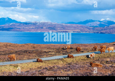 Highland Cattle, strathaird Halbinsel in der Nähe von Elgol, Isle of Skye, Schottland, Europa Stockfoto