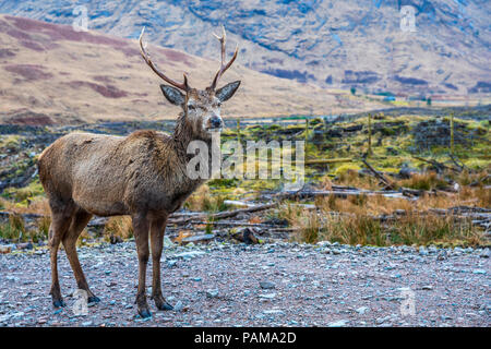 Rotwild im Glen Etive, Argyll, Highlands, Schottland, Großbritannien, Europa. Stockfoto