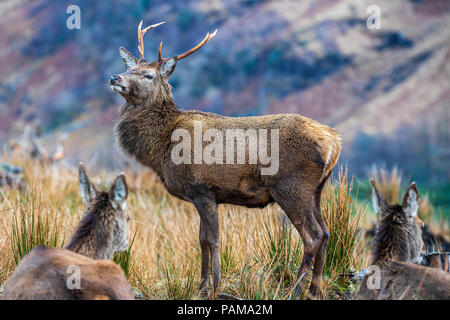 Rotwild im Glen Etive, Argyll, Highlands, Schottland, Großbritannien, Europa. Stockfoto