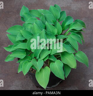 Diese Hosta Werk ist Teil des Britischen Nationalen Sammlung und hat schön geformten Herzförmige gerippte grüne Blätter. Stockfoto