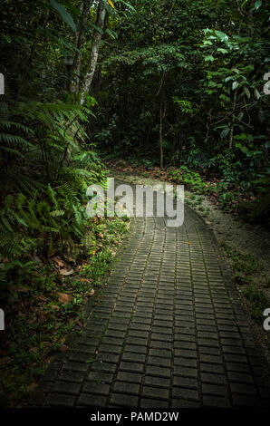 Detaillierte Stein Weg durch den Dschungel der Bukit-Batok in Singapur. Stockfoto